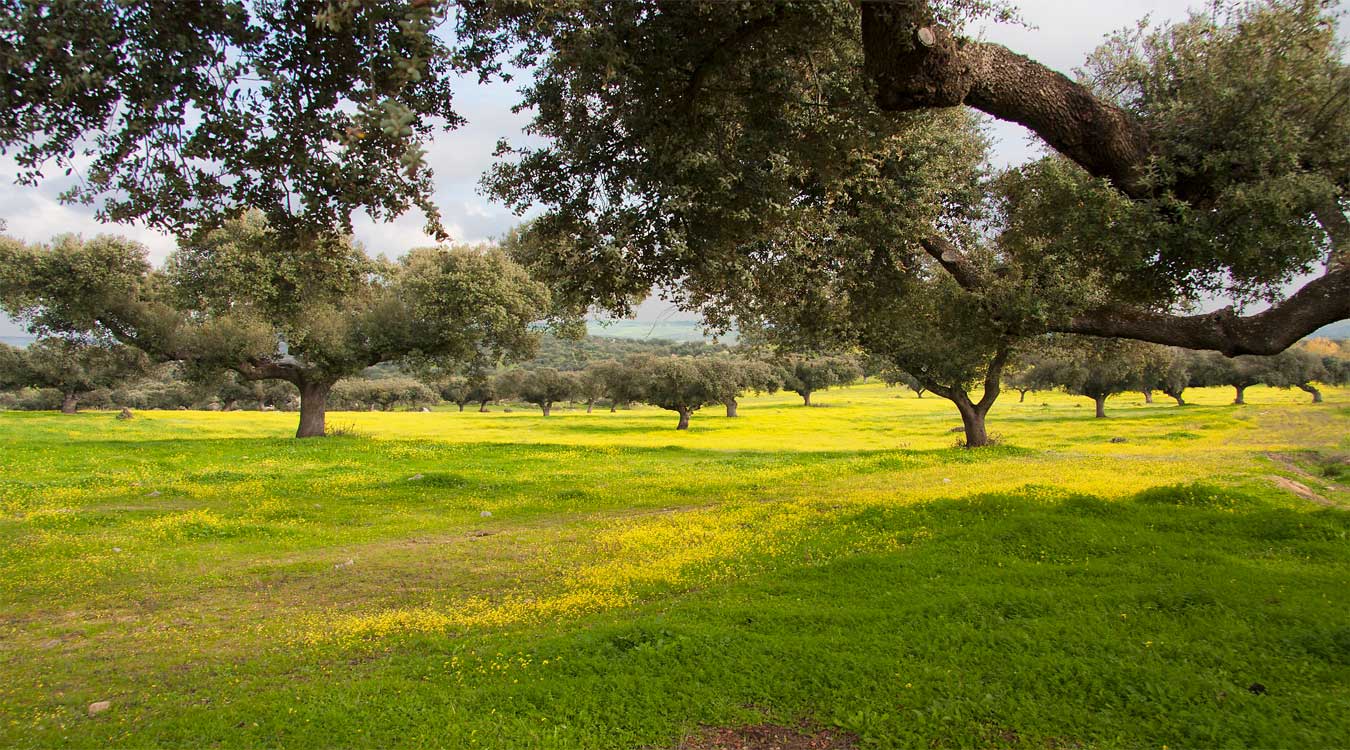 Venta de fincas rústicas en Extremadura Inmobiliaria DeCampo