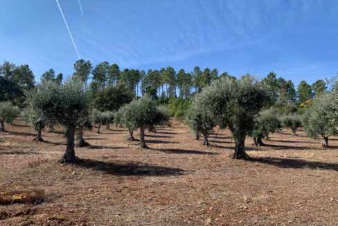 finca-en-la-codosera-con-casa-tradicional640-7