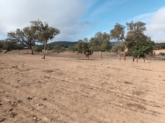 oportunidad-de-finca-en-la-codosera1