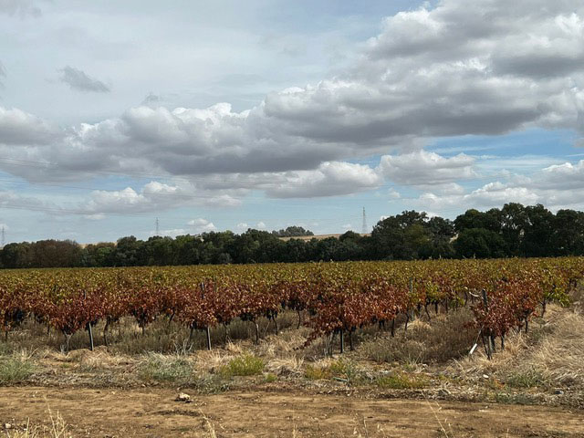 viña-de-regadío-en-olivenza