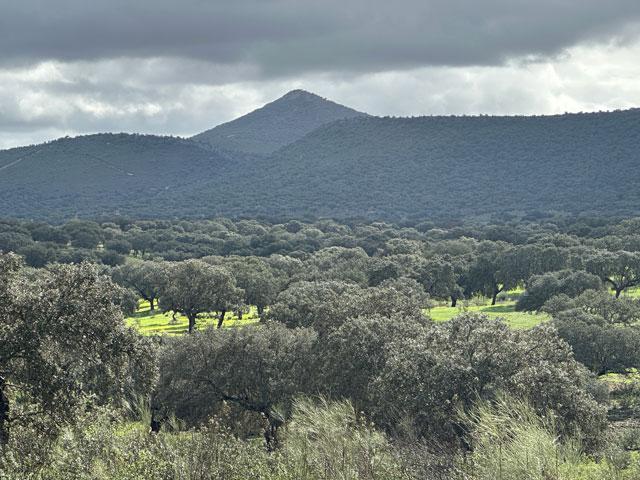 dehesa-de-240-hectareas-en-la-provincia-de-caceres-portada