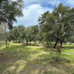 buena-finca-de-5-hectareas-en-san-vicente-de-alcantara00