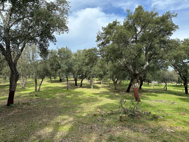 buena-finca-de-5-hectareas-en-san-vicente-de-alcantara00