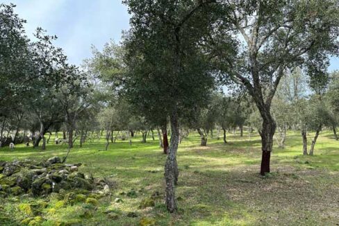 buena-finca-de-5-hectareas-en-san-vicente-de-alcantara01