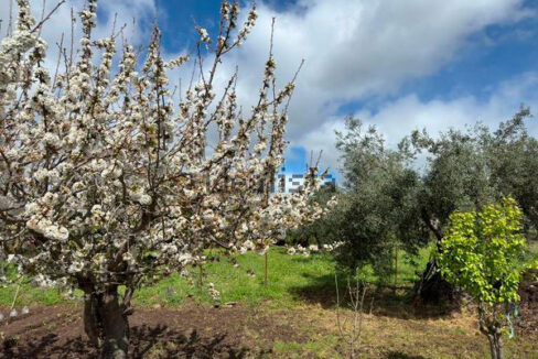 Finca-con-vivienda-en-Alcorneo05