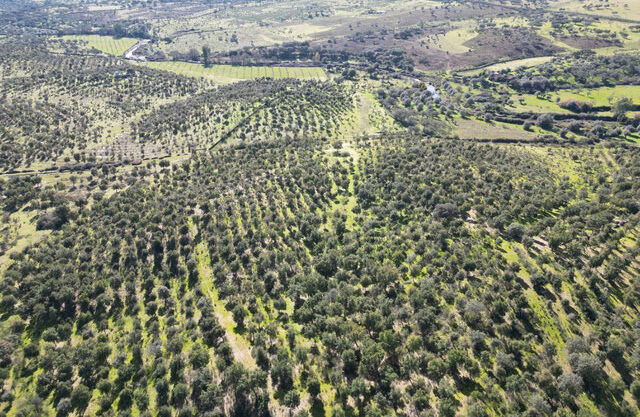 Repoblación-de-Alcornoques-en-Valencia-de-Alcántara07