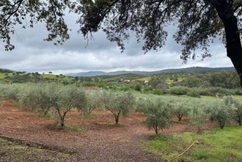 finca-con-casa-y-olivar-en-la-codosera10