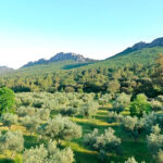 Excepcional-Finca-de-Alcornoques-en-el-Entorno-Rural-de-Valencia-de-Alcántara13