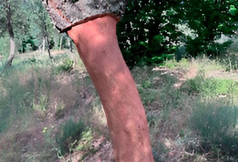 Excepcional-Finca-de-Alcornoques-en-el-Entorno-Rural-de-Valencia-de-Alcántara16