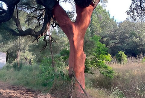 Excepcional-Finca-de-Alcornoques-en-el-Entorno-Rural-de-Valencia-de-Alcántara17