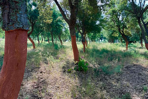 Excepcional-Finca-de-Alcornoques-en-el-Entorno-Rural-de-Valencia-de-Alcántara18