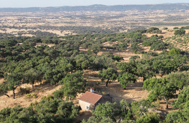 Finca-con-vistas-en-san-Vicente-de-Alcántara03