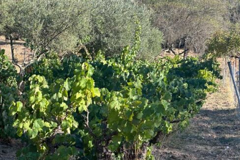 Tu-refugio-en-el-campo-en-san-vicente-de-alcántara12