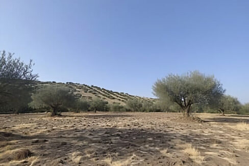 construye-tu-hogar-en-este-olivar-de-valencia-de-alcantara00