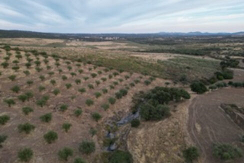 construye-tu-hogar-en-este-olivar-de-valencia-de-alcantara01