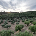 construye-tu-hogar-en-este-olivar-de-valencia-de-alcantara05