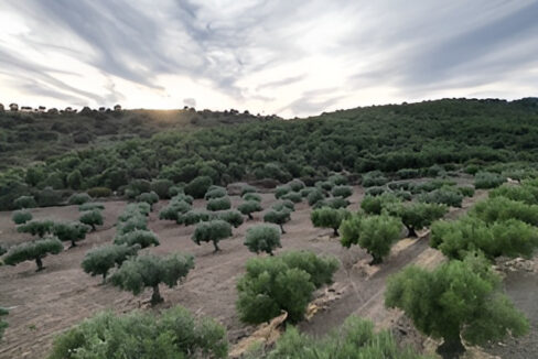 construye-tu-hogar-en-este-olivar-de-valencia-de-alcantara05