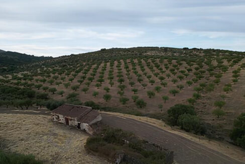 construye-tu-hogar-en-este-olivar-de-valencia-de-alcantara06
