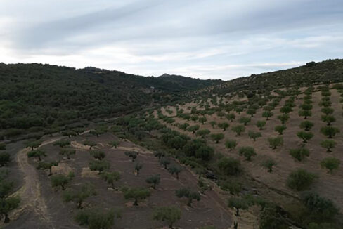 construye-tu-hogar-en-este-olivar-de-valencia-de-alcantara07