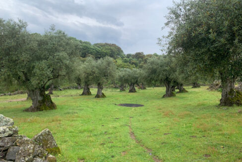 finca-de-2-ha-con-permiso-de-construccion-en-san-vicente-de-alcantara05