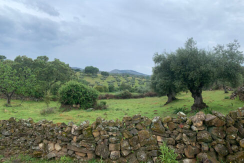 finca-de-2-ha-con-permiso-de-construccion-en-san-vicente-de-alcantara08