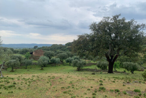 finca-de-2-ha-con-permiso-de-construccion-en-san-vicente-de-alcantara09