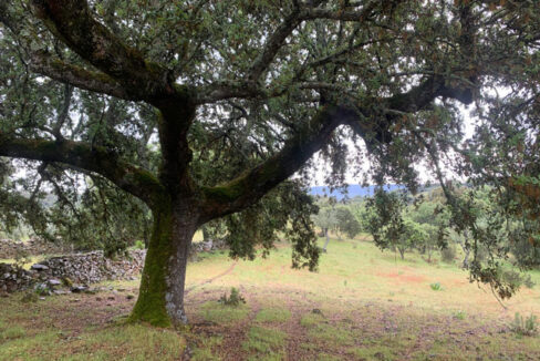 finca-de-2-ha-con-permiso-de-construccion-en-san-vicente-de-alcantara11